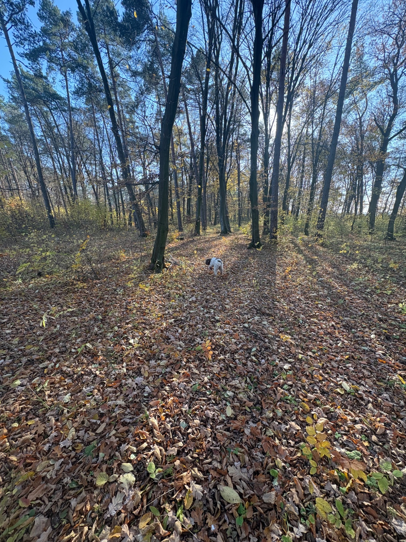 Kiko podczas poszukiwania trufli w lesie
